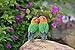 Hi-Line Gift Ltd. Parrots On Branch Statue