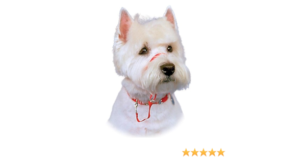 coconut fiber snake bedding