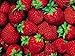 Virgin Extracts (TM) Pure Premium Organic Freeze Dried Strawberry Extract Powder 25:1 Concentrate SuperFood (25 x Stronger) 16oz Pouch (454 Grams)
