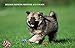 Wellbro Pet Chew Toy, Knots Weave Cotton Rope, Biting Small Ball for Dogs & Cats, 3 in One Pack