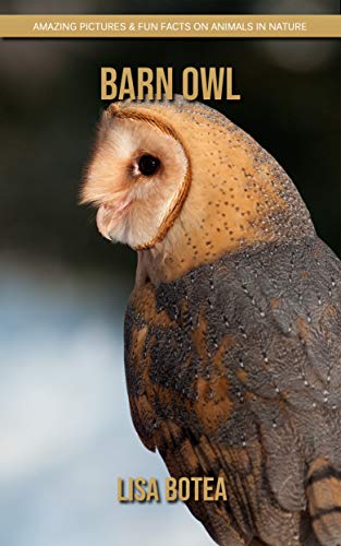 Barn Owl Amazing Pictures Fun Facts On Animals In Nature