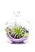 Air Plant Terrarium Kit | Purple Passion | Natural Accents Series | Complete Tillandsia Gift Set | 4” Glass Globe | Nautical Crush Trading TM (Live Air Plant)