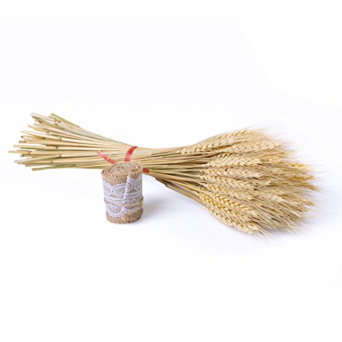 image for Etyhf Golden Dried Natural Wheat Sheave Bundle Premium Fall Arrangemen