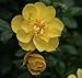 OSO EASY® Lemon Zest Rose -Disease Resistant/Fragrant/Rebloomer-Proven Winners