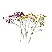 Real Dried Pressed Flowers,Assorted Colorful Natural Dried Flowers for Art Craft DIY Resin