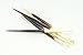 African Porcupine Quills 5-7