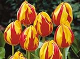Mickey Mouse Tulip Seed Pack