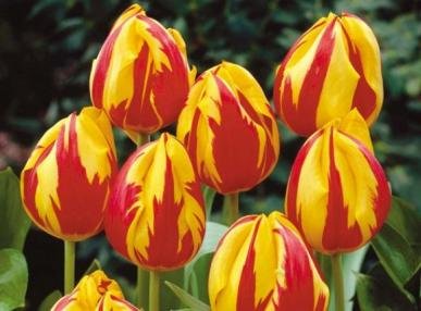 Mickey Mouse Tulip Seed Pack Mickey Mouse Tulip Seed Pack