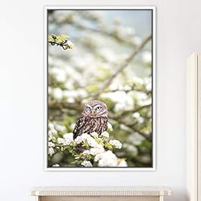 signwin Framed Canvas Wall Art Owl Birds Dramatic...