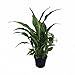 Hirt's Gardens Peace Lily Spathyphyllium-House Plant-4" Pot primary
