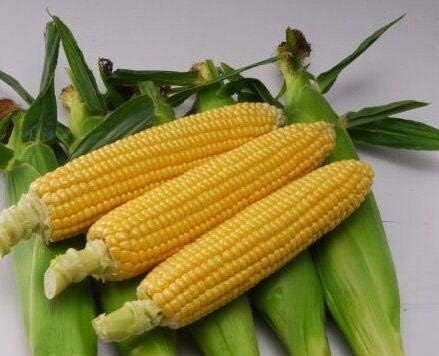 Sweet Corn Seeds, Vegetable Seeds Fruit Corn Seeds,Organic Non-GMO for Home Garden