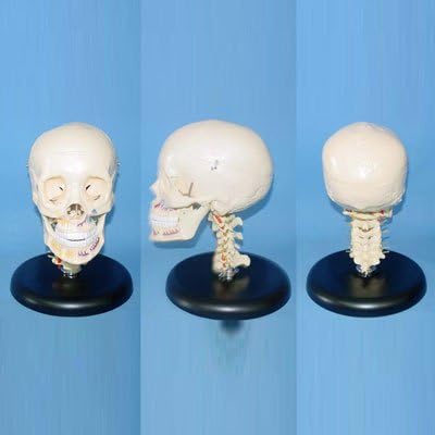life-size skull ，cervical vertebra model with full denture