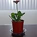 YOUniversal Products Plant Saucers (Pack of 10) - 6” Clear Durable Plant Saucer for Indoor & All-Weather Outdoor Use - Catch Dirt & Water from Plant Pots to Stop Messes & Stains in Your Home & Garden