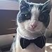 Small Dog & Cat Collar Bow Tie, Adjustable Puppy or Kitten Medium Neck Bowtie for Wedding Birthday D-BT-T1 (Black & White - Formal Tuxedo)