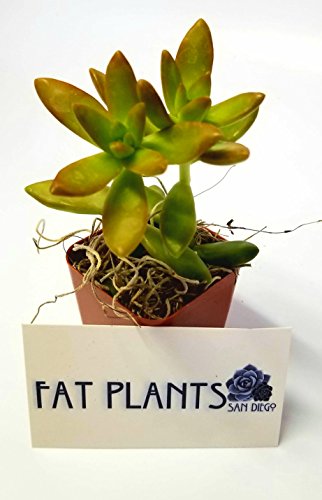 Fat Plants San Diego Succulent Plants (20) - Thumbnail 4