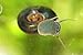 10+ Ramshorn Snails (1/3 inch+) - Algae-eaters and safe for fish, plants, and shrimp!