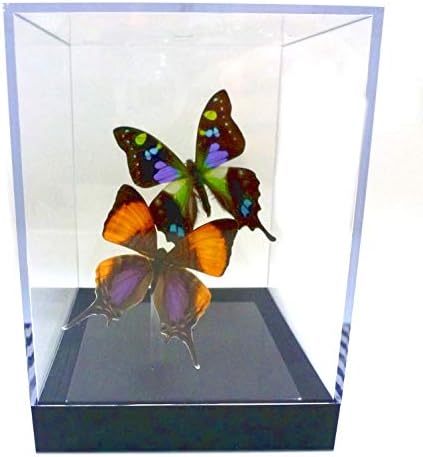 Real Purple Butterflies: Purple Pair Table Top 4"x4"x5.5"