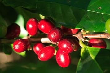 Arabica Kaffee Kaffeebaum 5 Samen