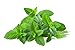 Organic Peppermint Tea, Loose Leaf Herbal Peppermint Leaves, Wild Tea #16 Peppermint Soothe by Wild Foods (8 ounce)