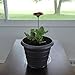 YOUniversal Products Plant Saucers (Pack of 5) - 8” Clear Durable Plant Saucer for Indoor & All-Weather Outdoor Use - Catch Dirt & Water from Plant Pots to Stop Messes & Stains in Your Home & Garden