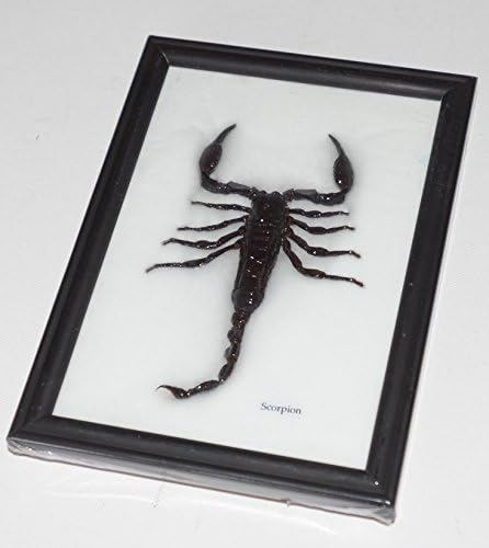 Real Thailand Jungle Scorpion Mounted in an Insect Display Frame (Framed Insects and Arachnids Taxidermy). Sold Exclusively by Deal from Home