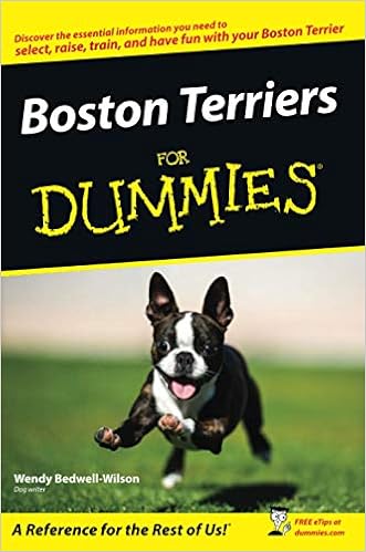 amazon boston terrier