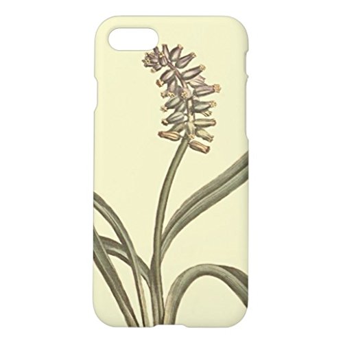 麝香のムスカリの植物の絵iPhone7ケース カバー アイフォン7 専用ケース おもしろ かわいい 保護ケース 携帯ケース