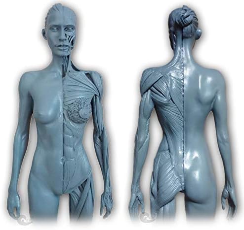 人間の解剖学的モデルの体の骨格の女性の解剖学図 人間の解剖学的モデルの体の骨格の女性の解剖学図