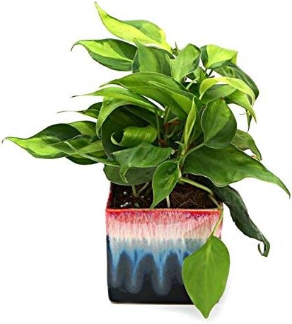 Exotic Green Oxycodium Indoor Plant Rainbow Black Pot