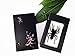 QTMY Biology Science World Collection of Real Insect Specimen Paperweight (Black Moss Spider(Tarantula))