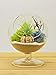 Bliss Gardens Air Plant Terrarium Kit - 4