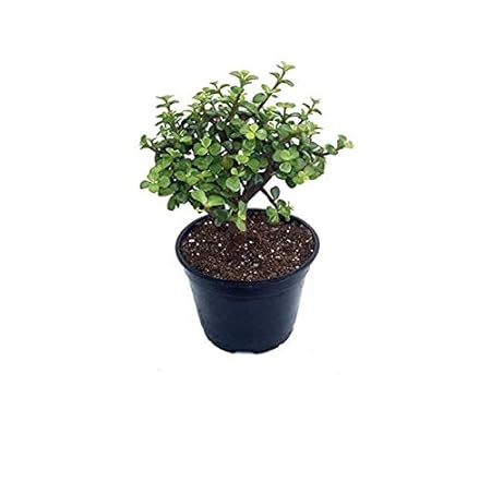 Plantec Jade Very Hardy Bonsai Live Succulent Plant with Pot