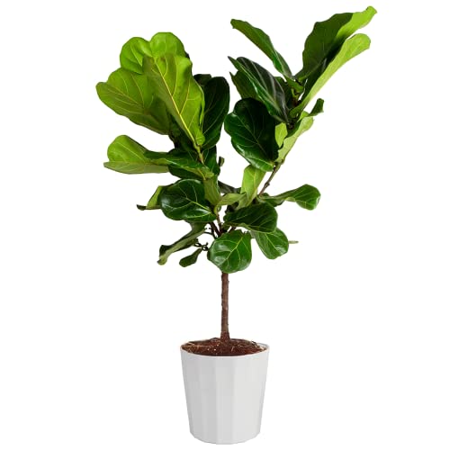 Costa Farms Fiddle Leaf Fig Tree, Ficus Lyrata, Live Indoor Plant