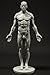 Male Anatomy Figure: 11-inch Anatomical Reference for Artists (Grey) from 3dtotal