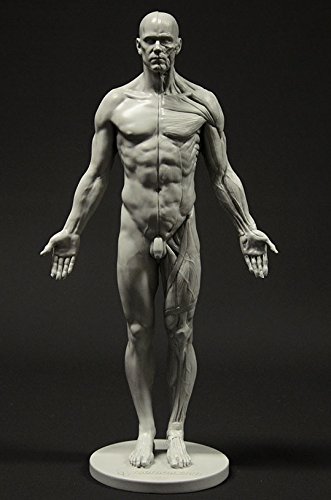 Male Anatomy Figure: 11-inch Anatomical Reference for Artists (Grey)