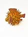 Puffer Fish Dog Toy. 100% natural rubber (latex). Lead-free & chemical-free. Complies to same safety standards as children’s toys. Soft, unstuffed & squeaky. Handmade in Morocco.