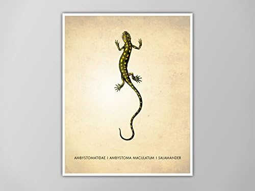 Salamander Art Print, Natural History Art Print, Salamander Natural History Poster, Natural History Scientific Print, Salamander Art Print