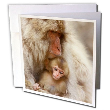 3dRose Japan Nagano Jigokudani Snow Monkeys-AS15 RTI0455 Rob Tilley Greeting Cards, Set of 6 (gc_73473_1)