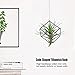 Cube Shaped Tillandsia Rack Air Plant Holder Small Plants Container (Black)thumb 1