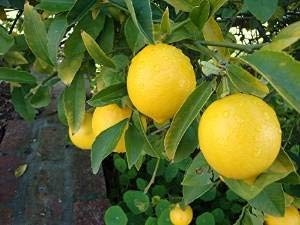 Shopvise Green Leaf Meyer Dwarf Lemon Tree 35 Seeds Indoor/Outdoor by Earth Home