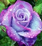 Saavyseeds Rose Bush Terradoga Rose Seeds - 11 Count - October 2014 Harvest