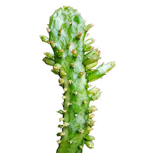 Variegated Opuntia Monacantha Succulent (4 inch) - Thumbnail 4