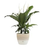 Costa Farms Spathiphyllum Peace Lily Live Indoor Plant in Premium Scheurich Ceramic Planter, 15-Inch