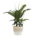 Costa Farms Spathiphyllum Peace Lily Live Indoor Plant in Premium Scheurich Ceramic Planter, 15-Inch primary