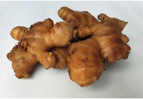 Amazon 生姜 ショウガ 金時紅しょうがの種芋 1kg 野菜