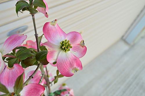 Amazon ハナミズキ苗赤白ピンク3色セット いろんなハナミズキが楽しめます 植木