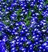 The Dirty Gardener Lobelia Erinus Half Moon Flowers - 1,000 Seeds