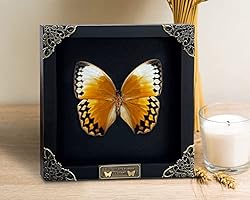 Real Butterfly Black Framed Handmade Wooden Shadow