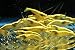 Live Freshwater Aquarium Shrimp Neocaridina (Neon Yellow (10 Pack))