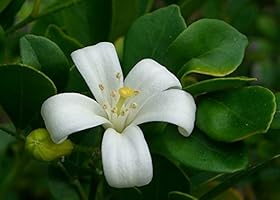 SAFLAX - Naranjo jazmín - 12 semillas - Murraya paniculata: Amazon ...